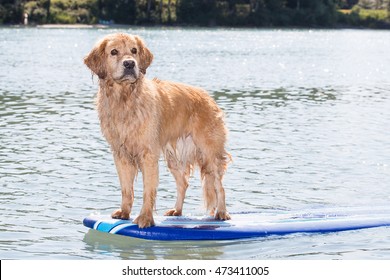 Surfing Dog