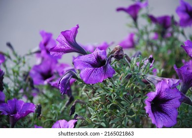 Surfinia is a specially bred variety of petunia. In a flower bed grow purple flowers with long buds that have purple petals and a black core. The buds open in the shape of a bell.
