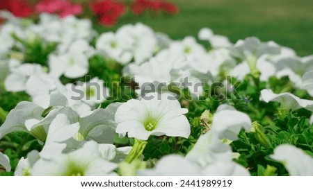 Surfinia White Flower Surfinias are trailing petunias that bear hundreds of small bell shaped flowers that can cascade over 1 metre if well-fed. They are available in a multitude of different flower c