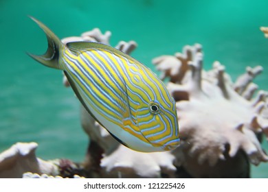 Surgeon In Bank Of Coral Fish Epulopiscium