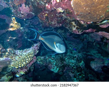 Surgeon Fish In The Coral Reef Of The Red Sea, Egypt, Hurghada