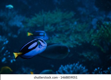 Surgeon Fish Swimming In Coral Reef 