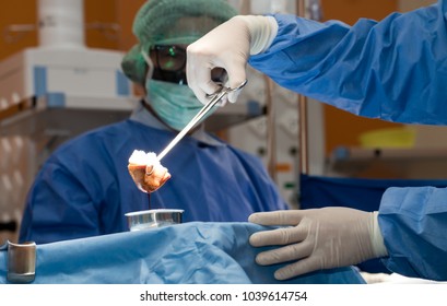 Surgeons Or Doctor Hands With Protective Glove Hold Sponge Holding A Sterilzed Gauze With Betadine Antiseptic Liquid For Skin To Clean Or Prep Wounds And Surgical Areas In Operation Room,Health Care,