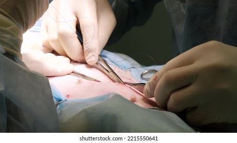 The Surgeon's Hands In Sterile Gloves Pull The Needle Out Of The Tissue Of The Animal, Sewing Up The Incision. Completion Of The Operation Under General Anesthesia. The Concept Of Suturing The Wound.