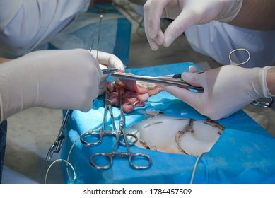 Surgeons Operating In The Training Box By Dissecting A Tissue With Surgical Instruments