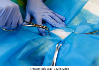 Surgery To Remove A Tumor In A Cat. Surgical Access To The Abdominal Cavity. Scalpel Skin Incision