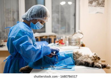 Veterinary surgery Images, Stock Photos & Vectors | Shutterstock