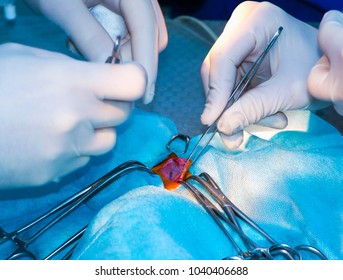 Surgical operation near the carotid artery (cat, animals, concept surgery)