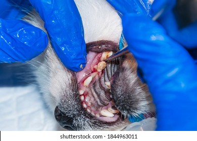 Surgical Removal Affected By The Disease Teeth In The Dog. The Process Of Tooth Extraction