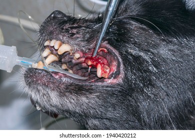 Surgical Removal Of The Damaged Tooth In Dogs. The Process Of Tooth Extraction (veterinary Stomatology)