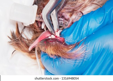 Surgical Removal Of Needless Temporary Teeth In The Dog. The Process Of Tooth Extraction (concept Veterinary Stomatology)