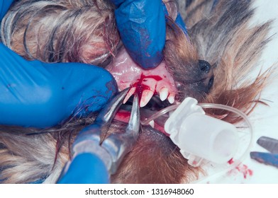 Surgical Removal Of Needless Temporary Teeth In The Dog. The Process Of Tooth Extraction (concept Veterinary Stomatology)