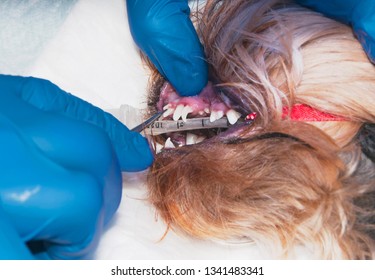 Surgical Removal Of Needless Temporary Teeth In The Dog. The Process Of Tooth Extraction (concept Veterinary Stomatology)