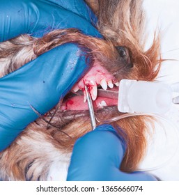 Surgical Removal Of Needless Temporary Teeth In The Dog. The Process Of Tooth Extraction (concept Veterinary Stomatology)