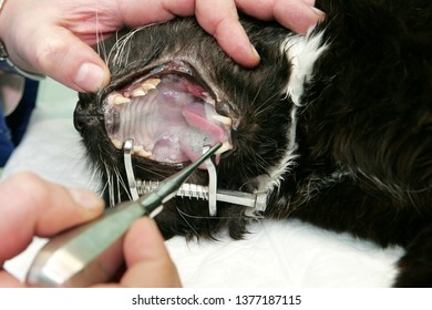 Surgical Removal Of Needless Temporary Teeth In The Dog. Veterinary Stomatology, Cat Stomatology