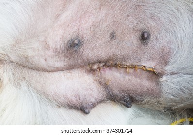 Foto Stok Surgical Stitches On Abdomen Dog Dog Edit Sekarang 374301724