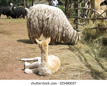 Suri Alpaca