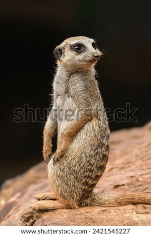 Similar – Image, Stock Photo Close up portrait of one meerkat sitting on a rock