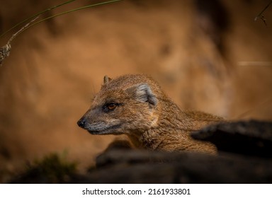 Suricata suricatta animal with orange desert sand in spring sunny day - Shutterstock ID 2161933801