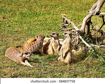 Suricate