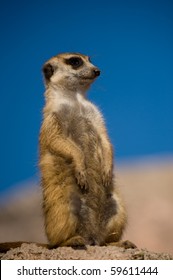 Suricate Or Meerkat Against Blue Sky