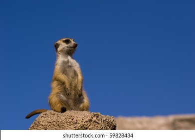 Suricate Or Meerkat Against Blue Sky