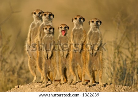 Suricate or meerkat (Suricata suricatta) family, Kalahari, South Africa