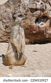 Suricate Or Meerkat, Suricata Suricatta; Herpestidae