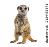 Suricate on hind legs, Suricata suricatta