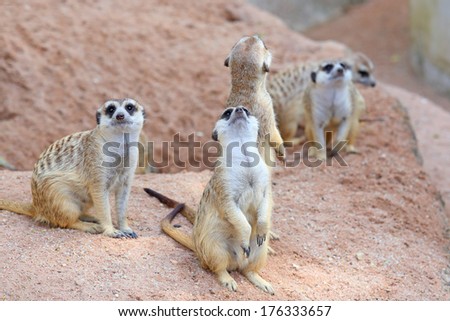 Surikata. Pack of animals close up
