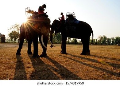 Elephant Festival Hd Stock Images Shutterstock