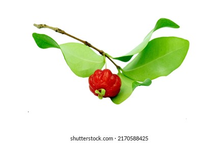 Surinam cherry or pitanga (Eugenia uniflora) is small fruit, 2-4 cm in diameter, and have an ovate to round, slightly flattened appearance. - Powered by Shutterstock