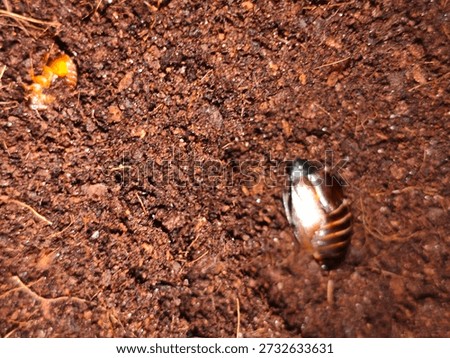 Surinam Roach
​This medium-sized burrowing insect, reaching 18-25 mm, displays a glossy black pronotum paired with pale olive wings. Originating from tropical regions, it thrives globally within greenhouses or moist soil.

​Unique Features:

​Cloning: Most populations are entirely parthenogenetic. Females produce daughters without mating, creating identical genetic copies.

​Lifestyle: These invertebrates are exceptional diggers. They spend daylight hours hidden beneath mulch, rocks, or loose earth.

​Dietary Habits: As detritivores, they consume decaying plant matter. This behavior often leads to their accidental transport inside potted vegetation.

​Physicality: While adults possess wings, they rarely fly. Instead, these creatures rely on scurrying or tunneling to escape perceived threats.