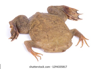 Surinam Toad (Pipa Pipa)