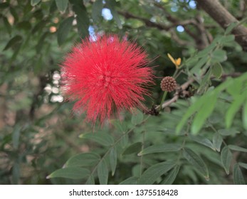 Surinamese Stickpea (Calliandra Surinamensis Benth) Sydney Royal Botanic Gardens