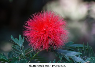 Surinamese Stickpea Calliandra Surinamensis Benth.