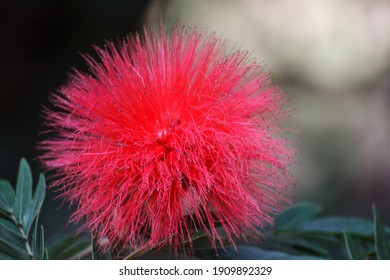 Surinamese Stickpea Calliandra Surinamensis Benth.