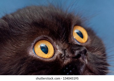 1,333 Terrified cat Images, Stock Photos & Vectors | Shutterstock