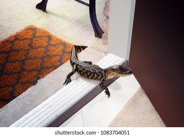 Surprise Guest - American Alligator On The Doorstep Of The House