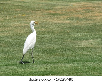 Surprised Bird On A Grass Field In Sharm-El-Sheikh, Egypt