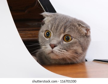 ねこ びっくり の画像 写真素材 ベクター画像 Shutterstock