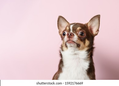 Surprised brown mexican chihuahua dog on pink background. Dog looking to camera. Copy Space