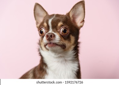 Surprised brown mexican chihuahua dog on pink background. Dog looks left. Copy Space - Shutterstock ID 1592176726