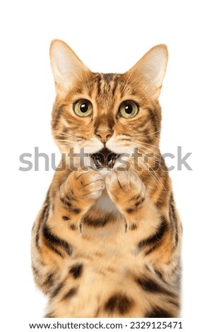 Surprised cat covering his mouth with his paws isolated on white background.