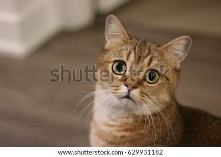 Surprised cat looking at the camera. Golden shaded British short-hair purebred male cat. Hazel eyes. Indoors.
