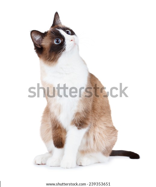 Surprised Cat Looking Right Corner Isolated Stock Photo 239353651 ...