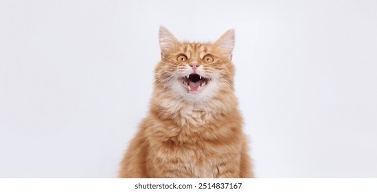 Surprised cat with open mouth looking up on a white background. Animal theme. Cat  on a light background. Indoor cat. Close-up portrait of Domestic ginger Cat.  - Powered by Shutterstock