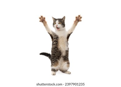 surprised cat stands on its hind legs with open mouth on a white background - Powered by Shutterstock