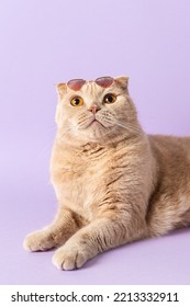 Surprised Cat Wearing Trendy Sunglasses On His Head On A Violet Background. Pet Shop Poster, Greeting Card, Funny Pets Calendar, Veterinary Clinic, Optics Store Poster, Fashion, Online Courses Concept