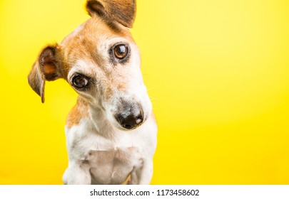 Surprised Dog Images, Stock Photos & Vectors | Shutterstock